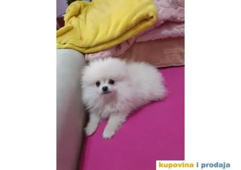 Stenci pomeranca, medvedici spremni za preuzimanje - 2/5