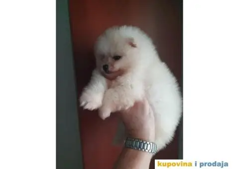 Stenci pomeranca, medvedici spremni za preuzimanje - 3/5