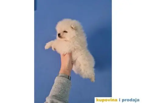 Stenci pomeranca, medvedici spremni za preuzimanje - 4/5