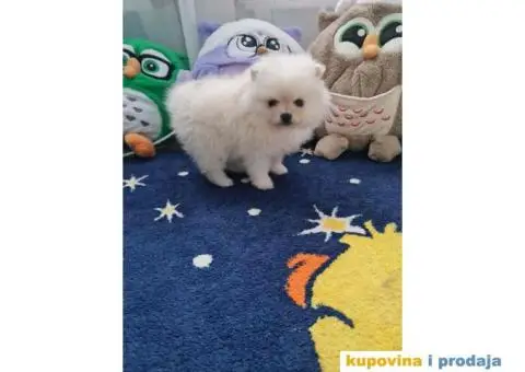 Stenci pomeranca, medvedici spremni za preuzimanje - 5/5