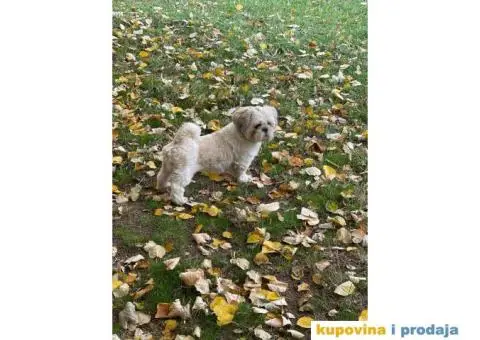 Ši-cu, pas za parenje - 2/4