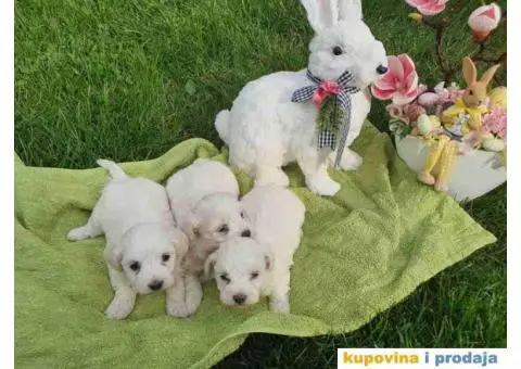 Stenci mini maltezera spremni za preuzimanje - 1/6