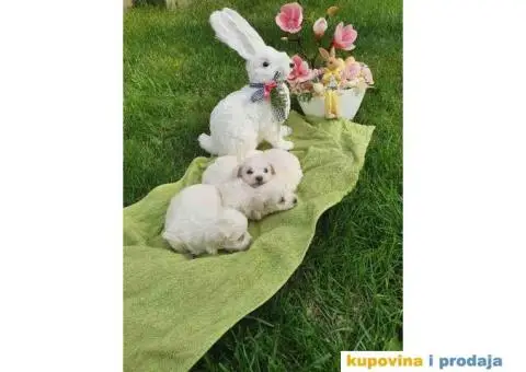 Stenci mini maltezera spremni za preuzimanje - 2/6