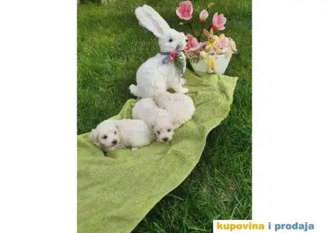 Stenci mini maltezera spremni za preuzimanje - 3/6