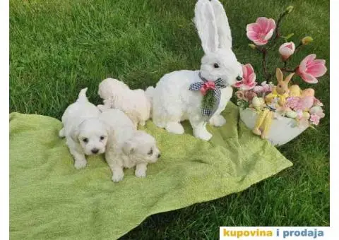 Stenci mini maltezera spremni za preuzimanje - 4/6