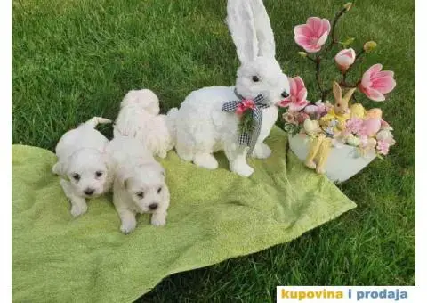 Stenci mini maltezera spremni za preuzimanje - 5/6