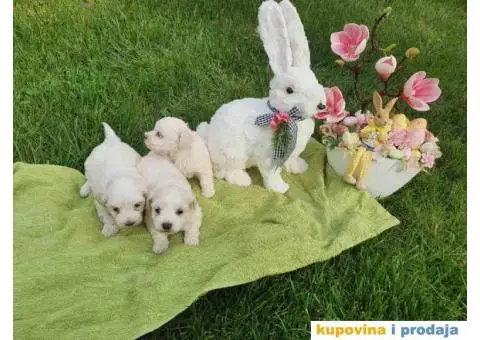 Stenci mini maltezera spremni za preuzimanje - 6/6