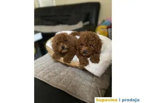 U ponudi Toy pudle - 1/7