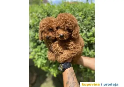 U ponudi Toy pudle - 3/7