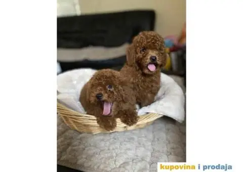 U ponudi Toy pudle - 4/7