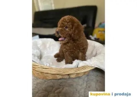 U ponudi Toy pudle - 5/7