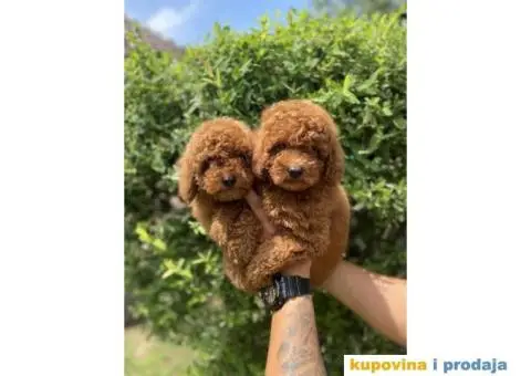 U ponudi Toy pudle - 6/7