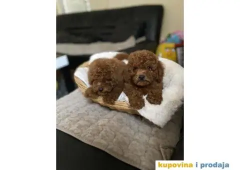 U ponudi Toy pudle - 7/7