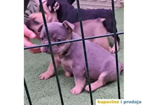 Na prodaju stenci Francuskog buldoga egzoticne boje - 1/9