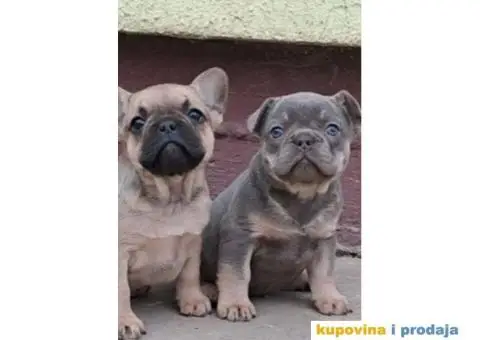 Na prodaju stenci Francuskog buldoga egzoticne boje - 2/9