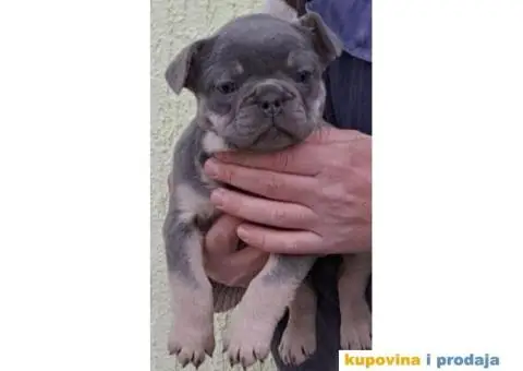 Na prodaju stenci Francuskog buldoga egzoticne boje - 3/9