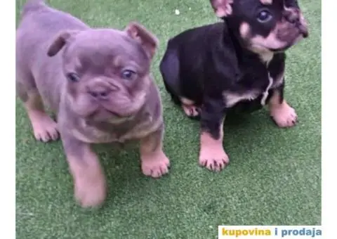 Na prodaju stenci Francuskog buldoga egzoticne boje - 5/9