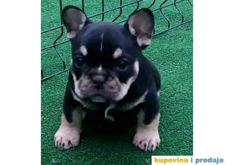 Na prodaju stenci Francuskog buldoga egzoticne boje - 6/9