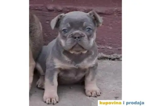 Na prodaju stenci Francuskog buldoga egzoticne boje - 7/9