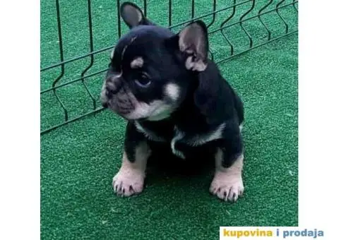 Na prodaju stenci Francuskog buldoga egzoticne boje - 8/9
