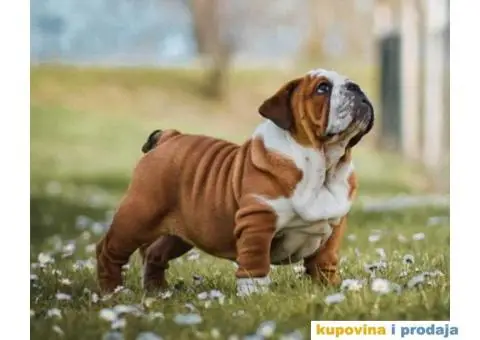ENGLESKI BULDOG vrhunsko musko stene - 2/3