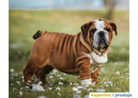 ENGLESKI BULDOG vrhunsko musko stene - 3/3