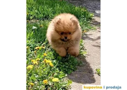 Odgajivačnica POMERANACA muzjak izenkica - 1/8