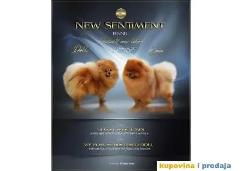 Odgajivačnica POMERANACA muzjak izenkica - 2/8