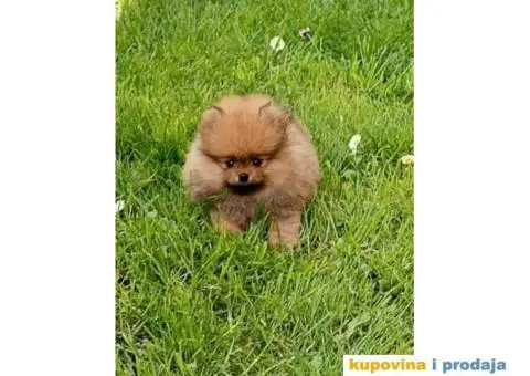 Odgajivačnica POMERANACA muzjak izenkica - 3/8