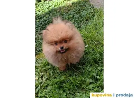 Odgajivačnica POMERANACA muzjak izenkica - 4/8