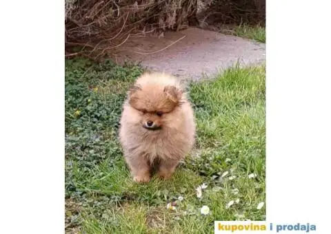 Odgajivačnica POMERANACA muzjak izenkica - 5/8