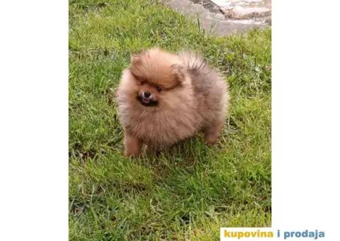 Odgajivačnica POMERANACA muzjak izenkica - 6/8