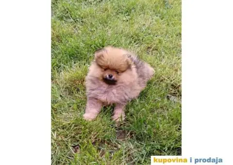 Odgajivačnica POMERANACA muzjak izenkica - 7/8