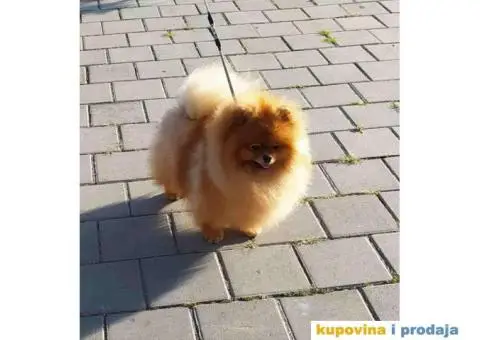 Odgajivačnica POMERANACA muzjak izenkica - 8/8