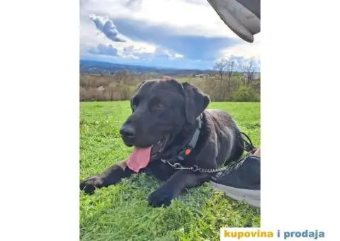 Labrador Retriver - MUZJAK - 1/3