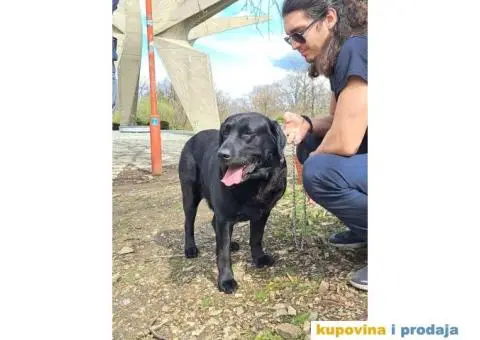 Labrador Retriver - MUZJAK - 2/3