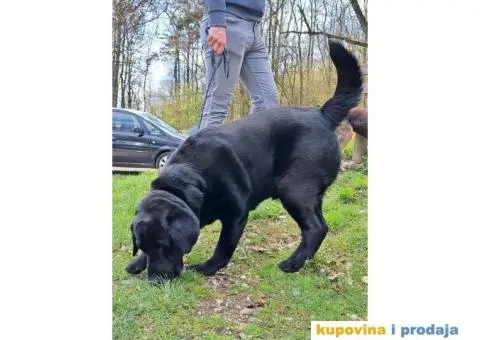 Labrador Retriver - MUZJAK - 3/3