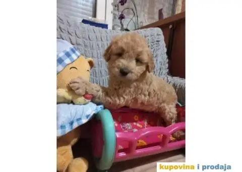 Decak Goldendoodle - 1/10