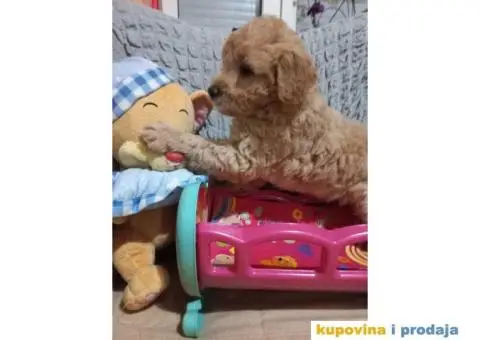 Decak Goldendoodle - 2/10