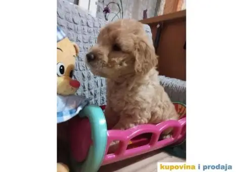 Decak Goldendoodle - 3/10