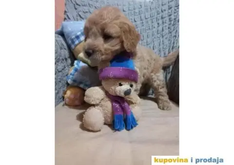 Decak Goldendoodle - 4/10