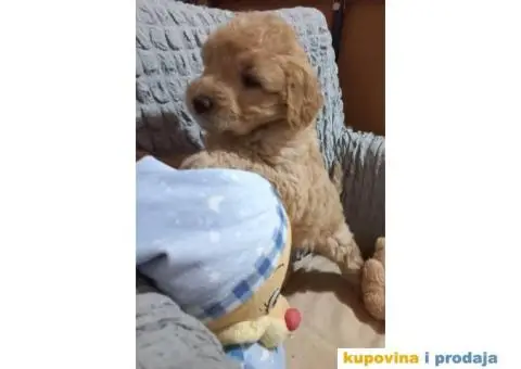 Decak Goldendoodle - 5/10