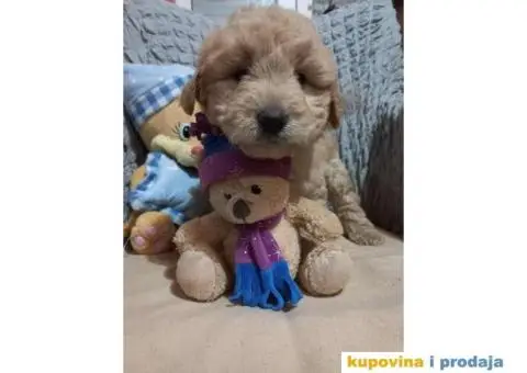 Decak Goldendoodle - 6/10