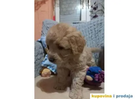 Decak Goldendoodle - 7/10