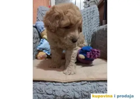 Decak Goldendoodle - 8/10