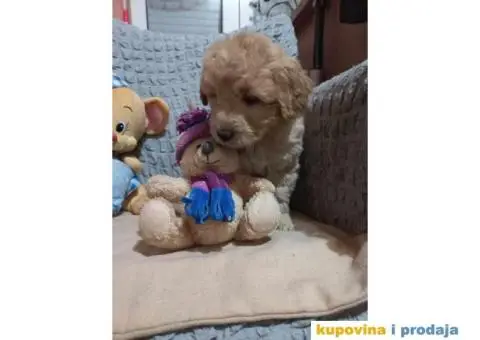 Decak Goldendoodle - 9/10