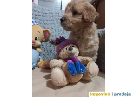 Decak Goldendoodle - 10/10