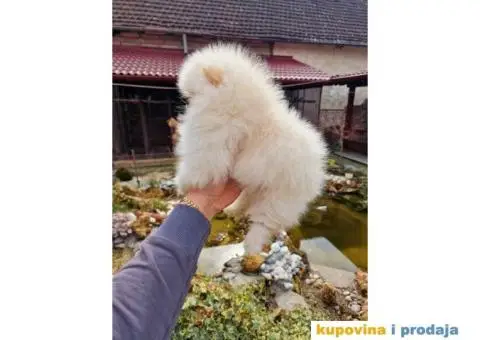 Pomeranci u Pom Hash Starsu dostupni - 3/6