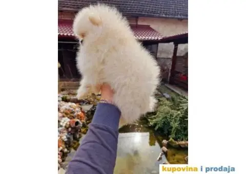 Pomeranci u Pom Hash Starsu dostupni - 5/6