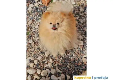 Pomeranci u Pom Hash Starsu dostupni - 6/6